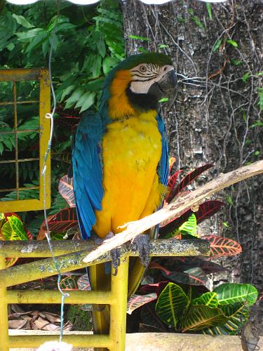 Blue & Yellow Parrot